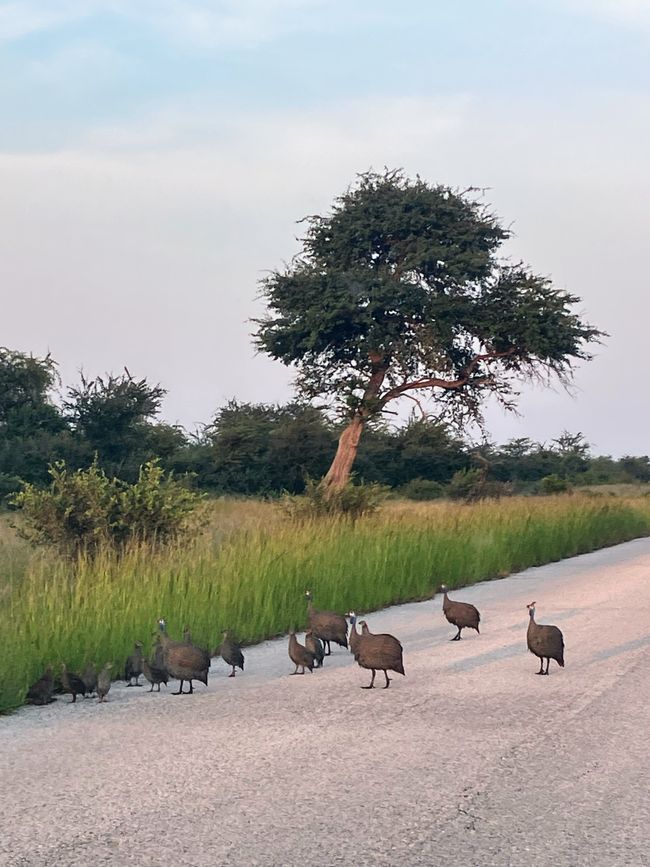 El Parque Nacional Etosha