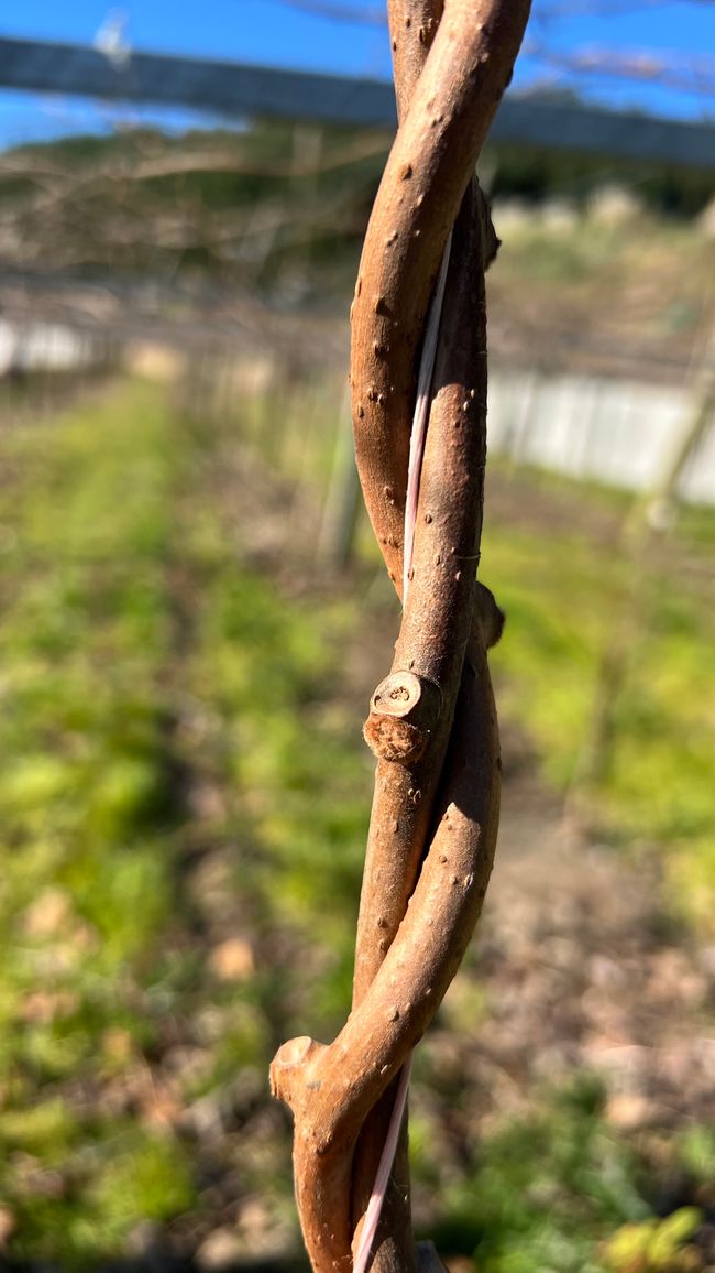 Aus dieser Knospe wird einmal eine Kiwi. Man erkennt schon das Pelzige, das später die Kiwiscgale ist