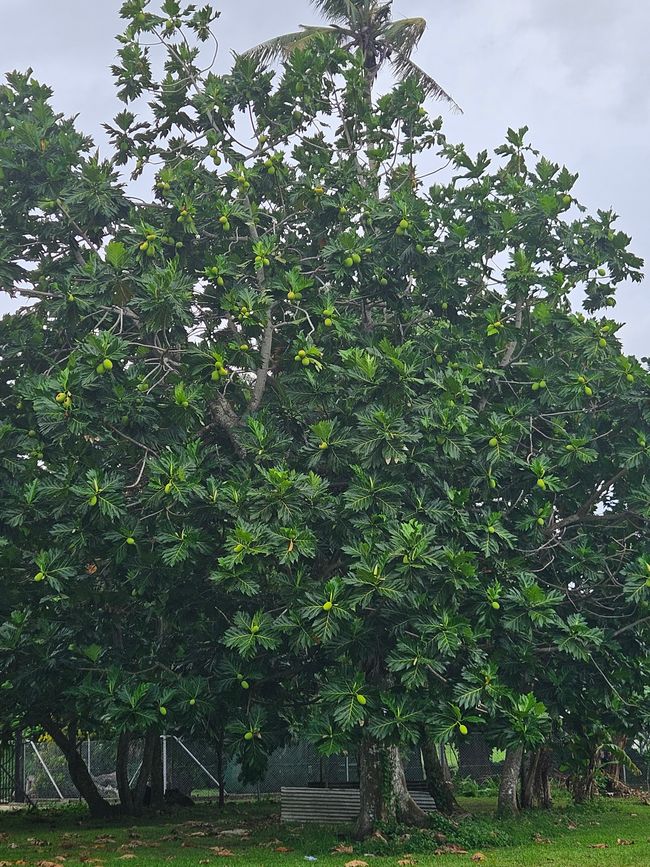 Palma da cocco con 3 corone