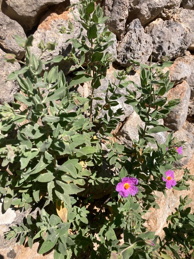 Wandern… von Santa Maria aus zum Tramuntana Gebirge…soweit meine Füße mich tragen
