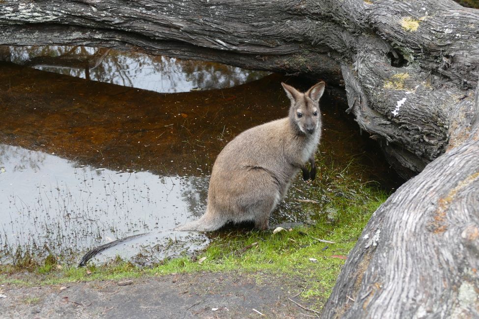 - Singapur & Tasmania 2019 -
