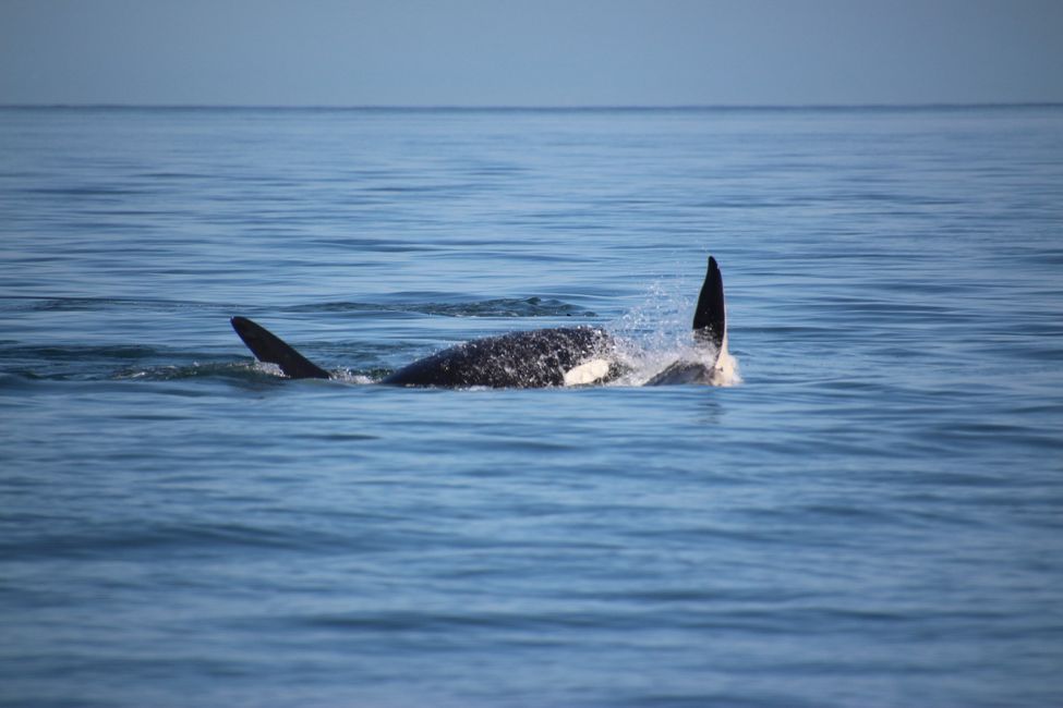 Observación de ballenas Eagle Wing