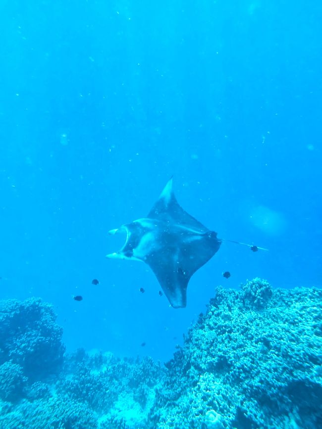 Manta