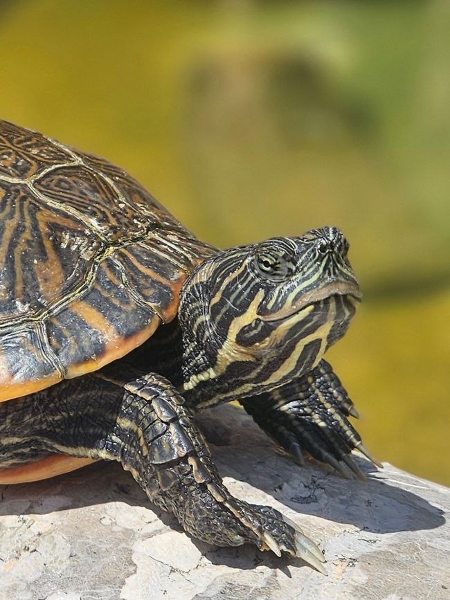 Schildkröte in der Kathedrale 