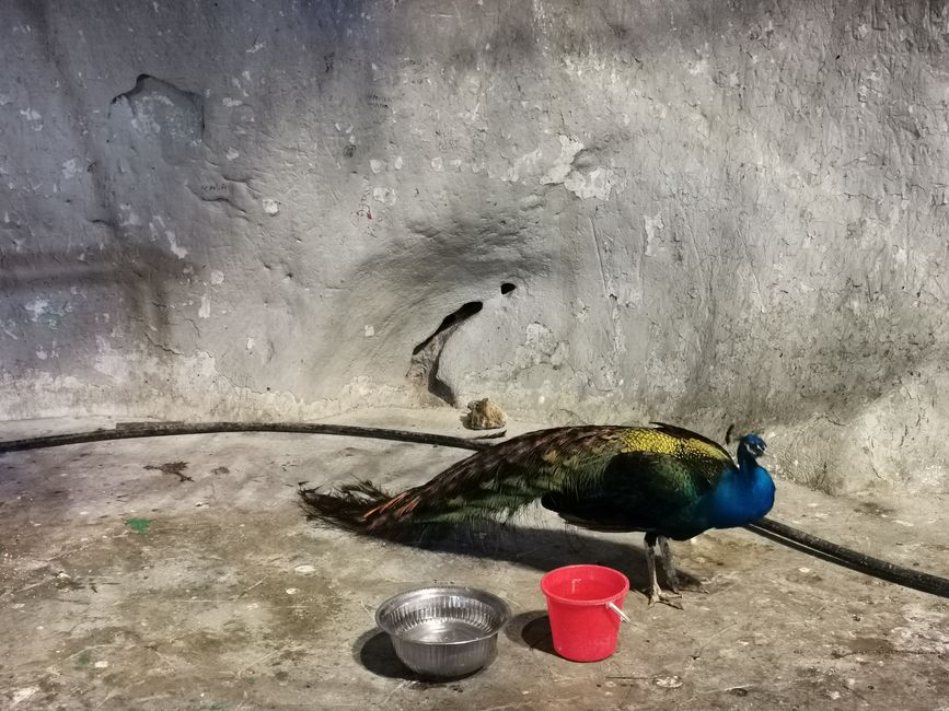 Arrivé dans le melting-pot de Kuala Lumpur (Reload)