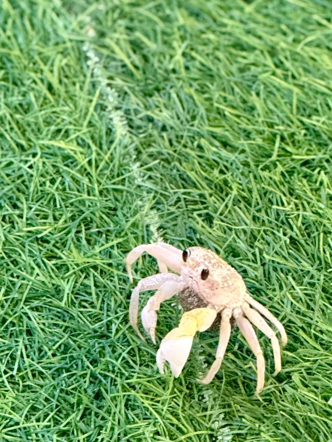 Chinesischer Hut 😊😊😊