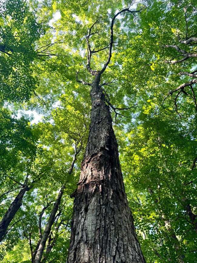 L'acqua dell'albero viene raccolta qui
