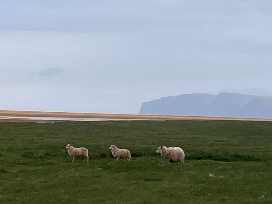 Auf der Jagd nach Puffins