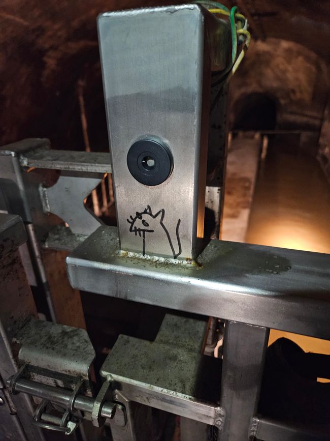 Mehr Ratten, außer dieser, waren nicht zu sehen