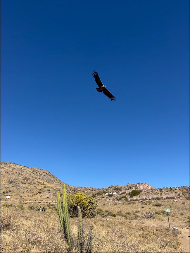 Condor en vol bas