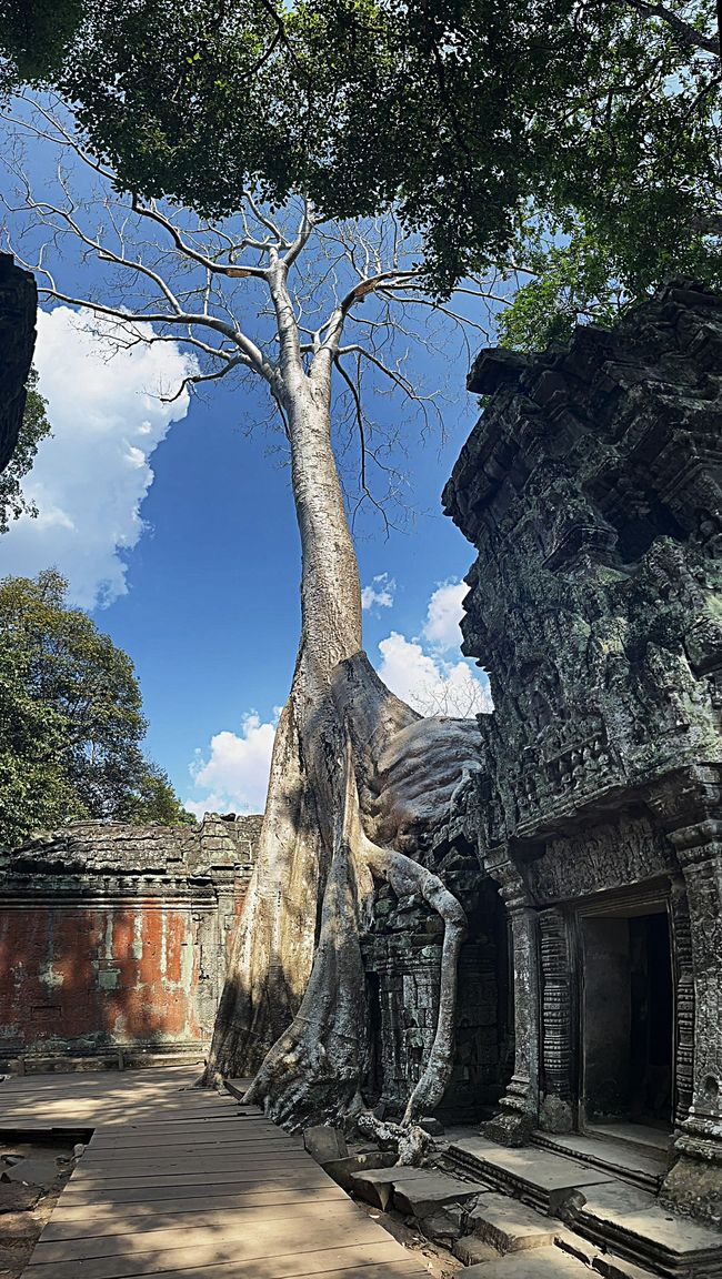 Ta Prohm