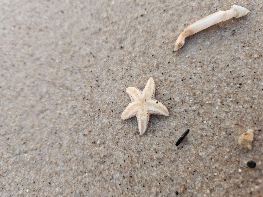 Søndervig ● Nordsee Seestern