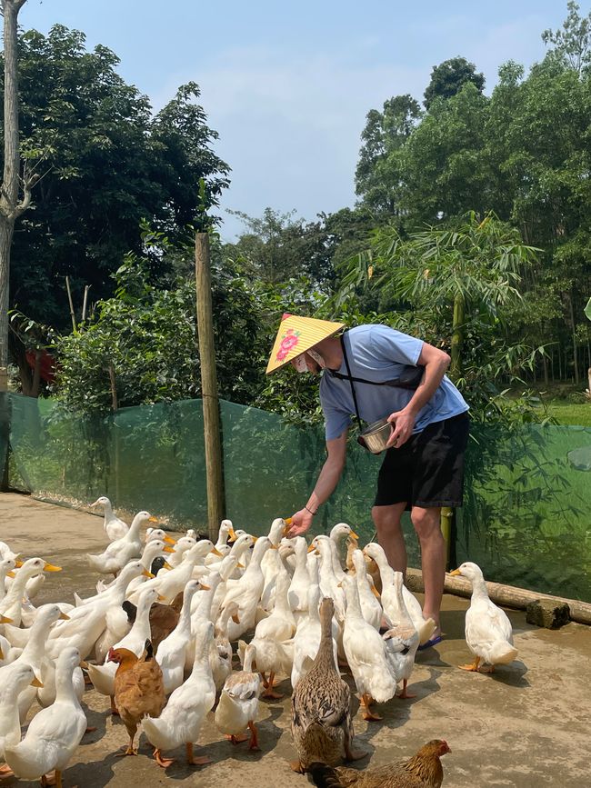 Duck Farm