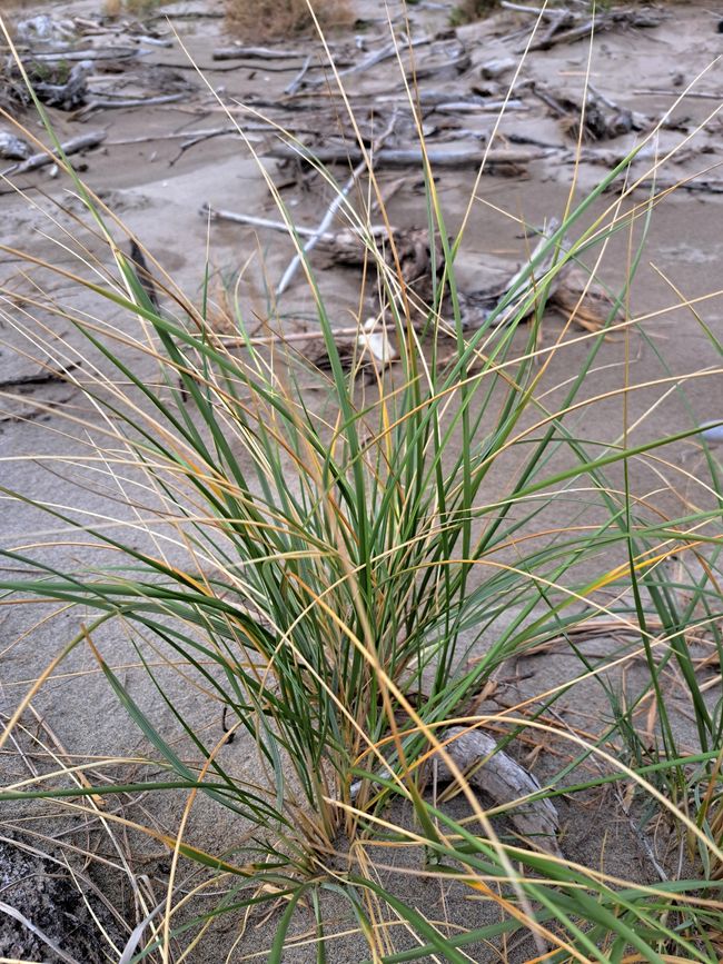 Beach grass