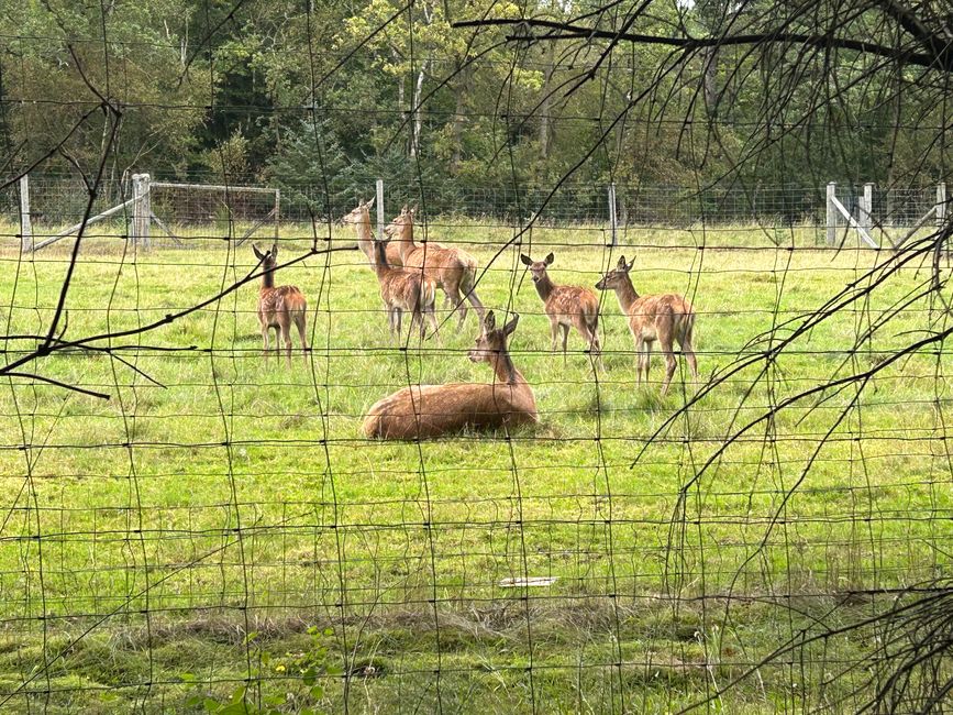 Die ersten Rehe seit 15 Tagen 