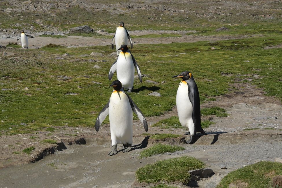 Königspinguine / King penguins