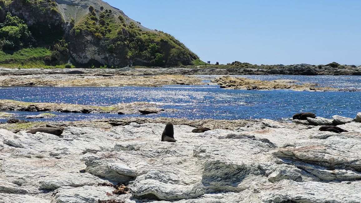 „Animal Watching“ in Kaikoura – Part Two (Seals, No Whales & Dolphins? - but Sheeps!)