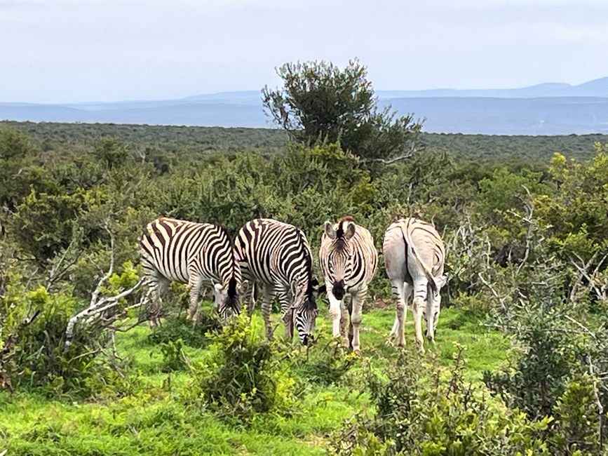 Addo Elephant Park