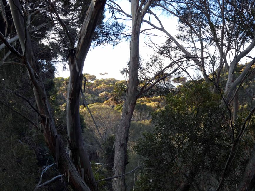 De la vallée de Barossa à l'île Kangourou