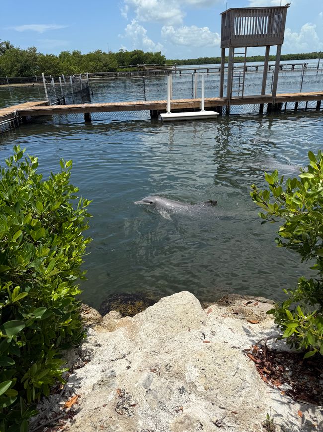 Dolphin Research Center