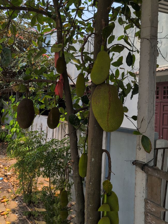 Jackfruits an ihrem Baum gleich in unserer Straße