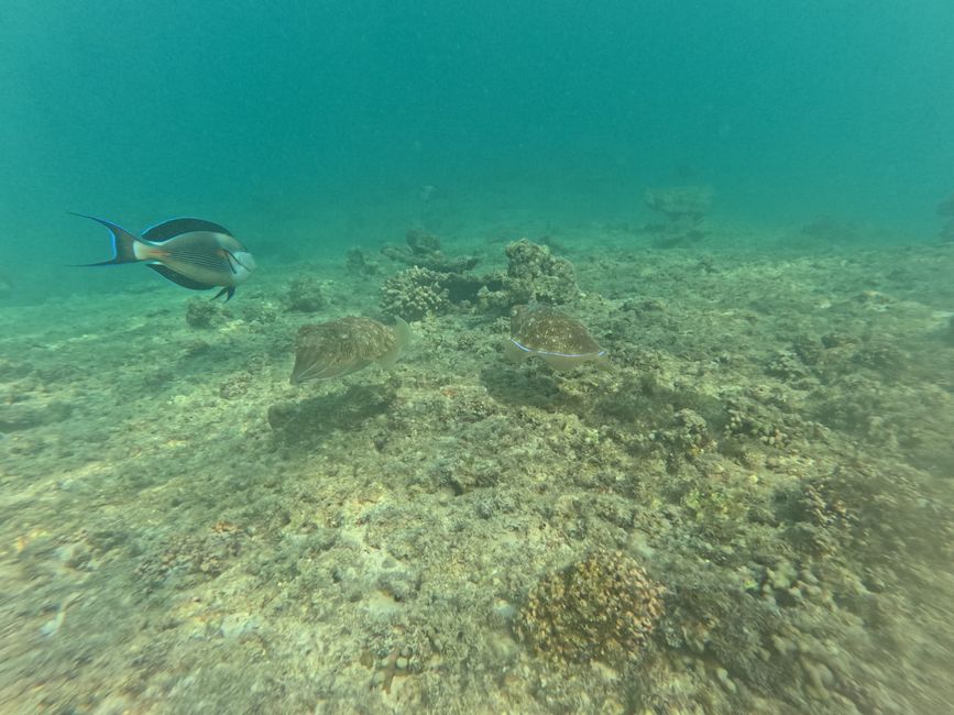 Daymaniyat Shells