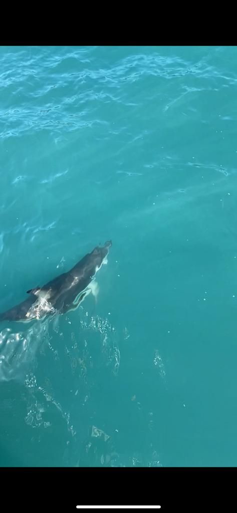 Dolphins in Kaikoura after the dolphin swim