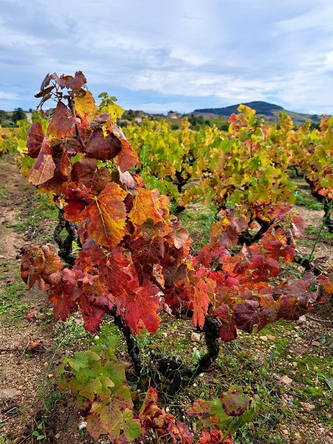 Vista de Fleurie