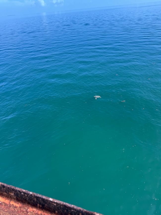 Dolphin Research Center