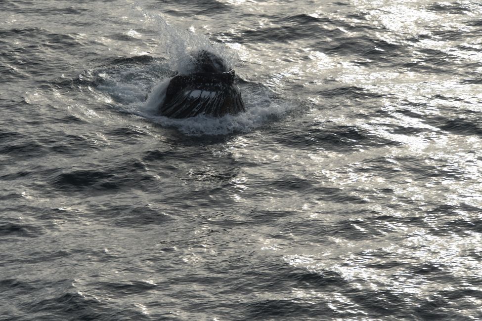 Buckelwal / Humpback whale