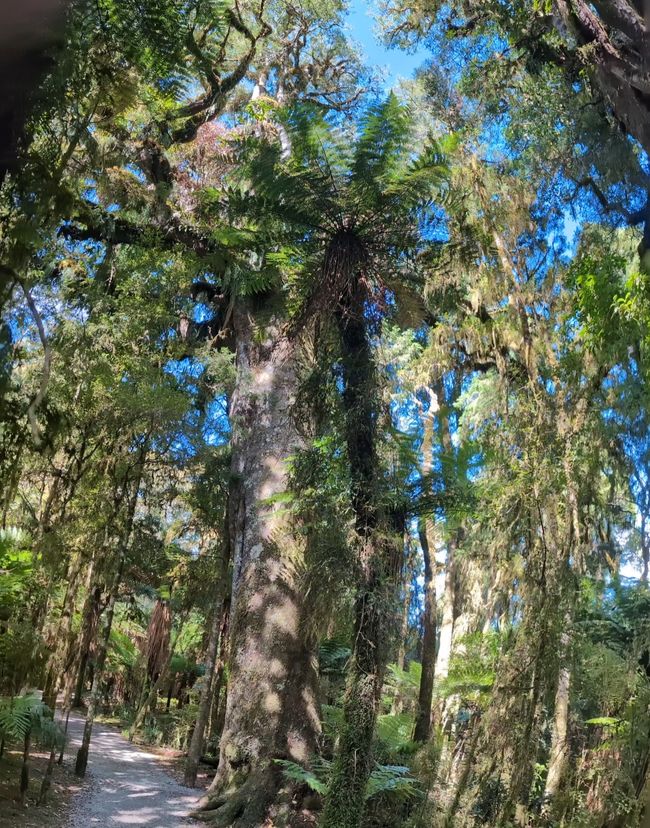 Krasser Baum 