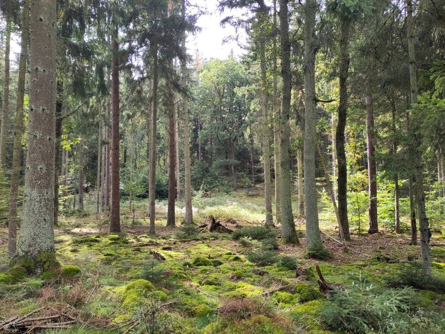 in der Göhrde