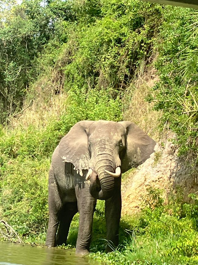 Queen Elizabeth Nationalpark