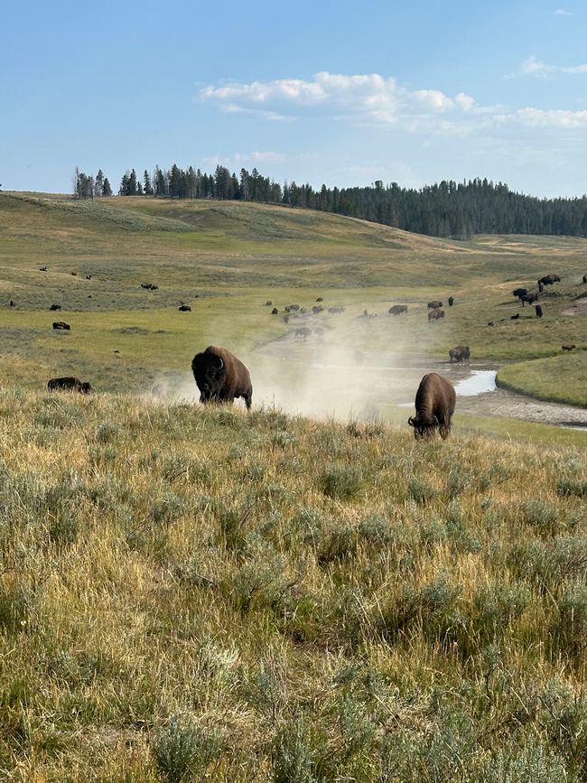 Wyoming: Yellowstone Part 1