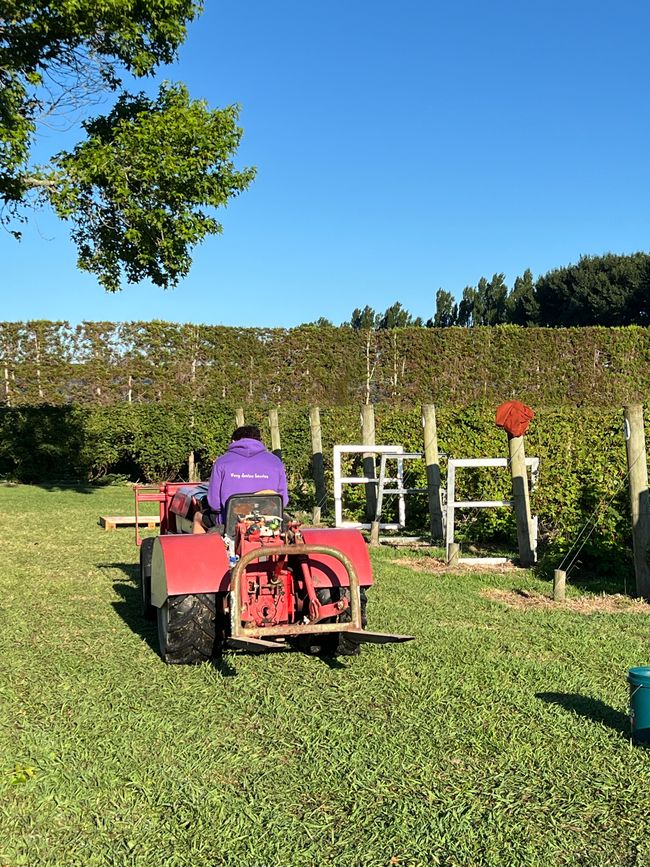 Die letzte Woche auf der Berryfarm