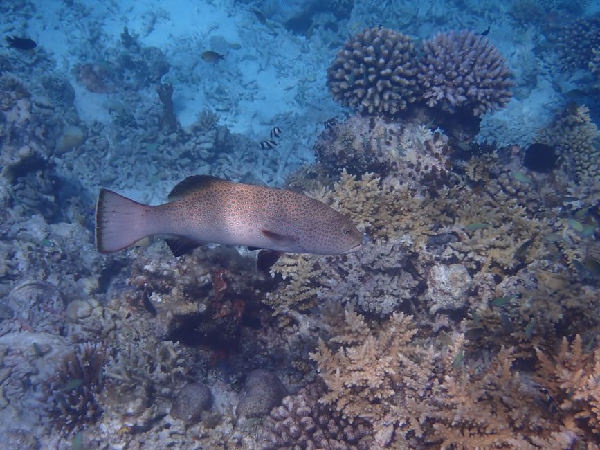 Squaretail coral grouper