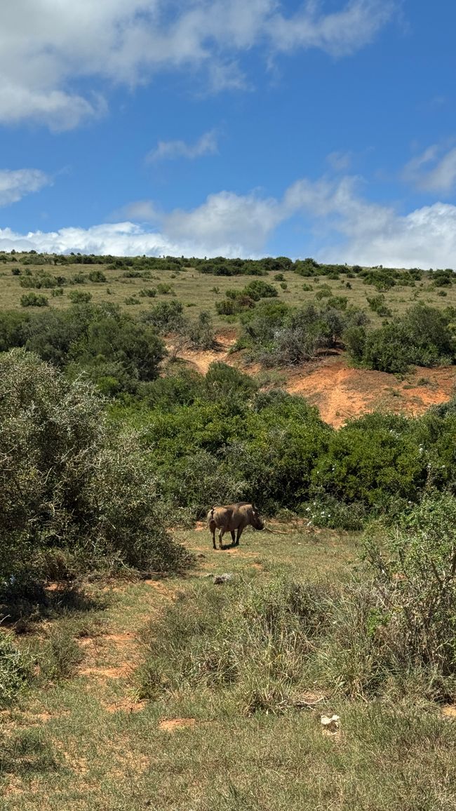 Addo Nationalpark