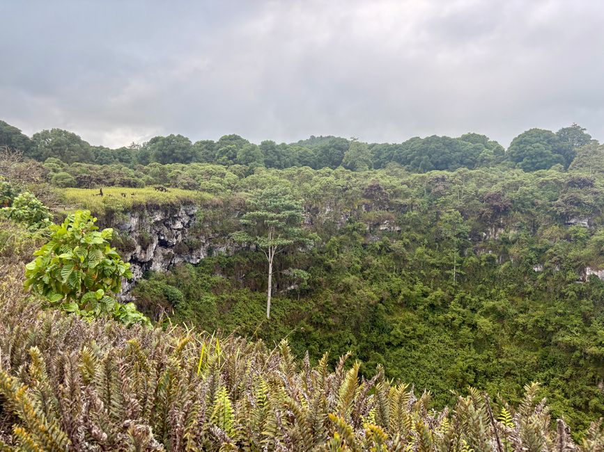 Santa Cruz (Galápagos)