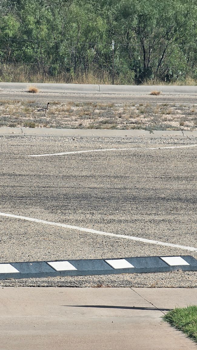Finde den Roadrunner (hard)