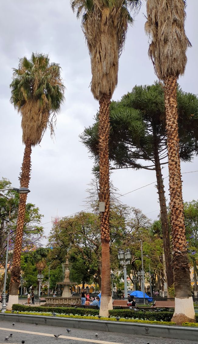 Las palmas de Cochabamba en la plaza