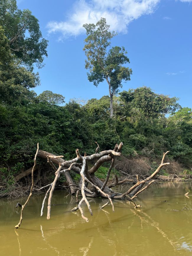 At the Beni River