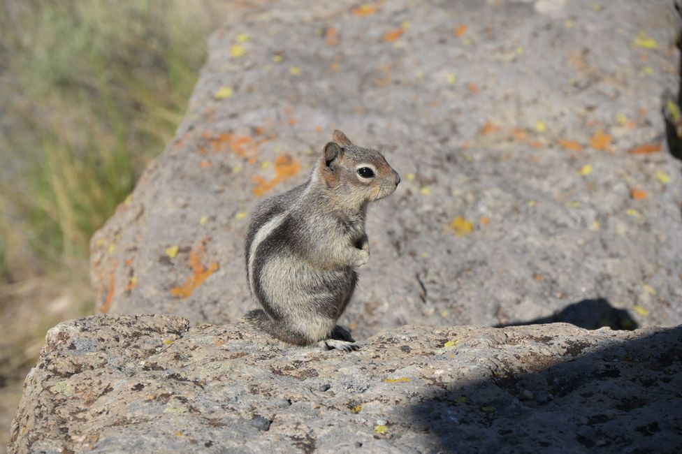 Streifenhörnchen