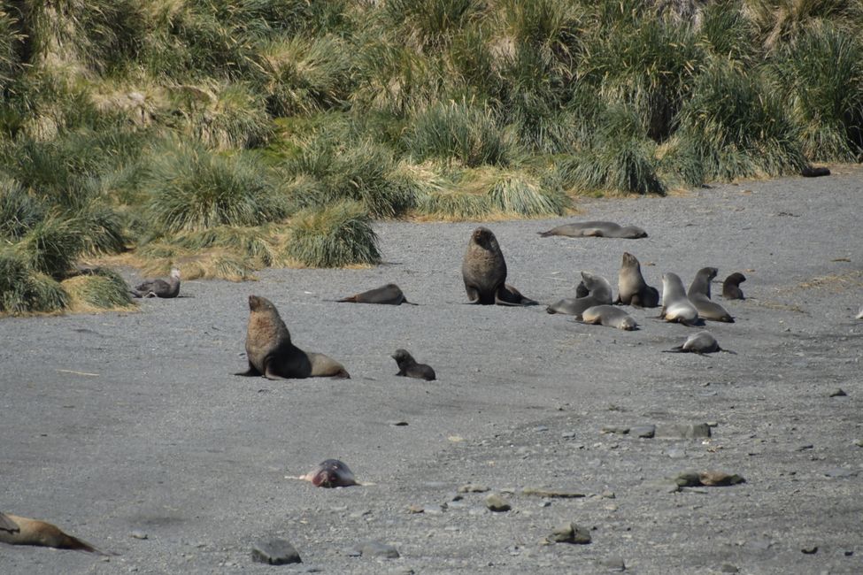 Seebären / Fur seals