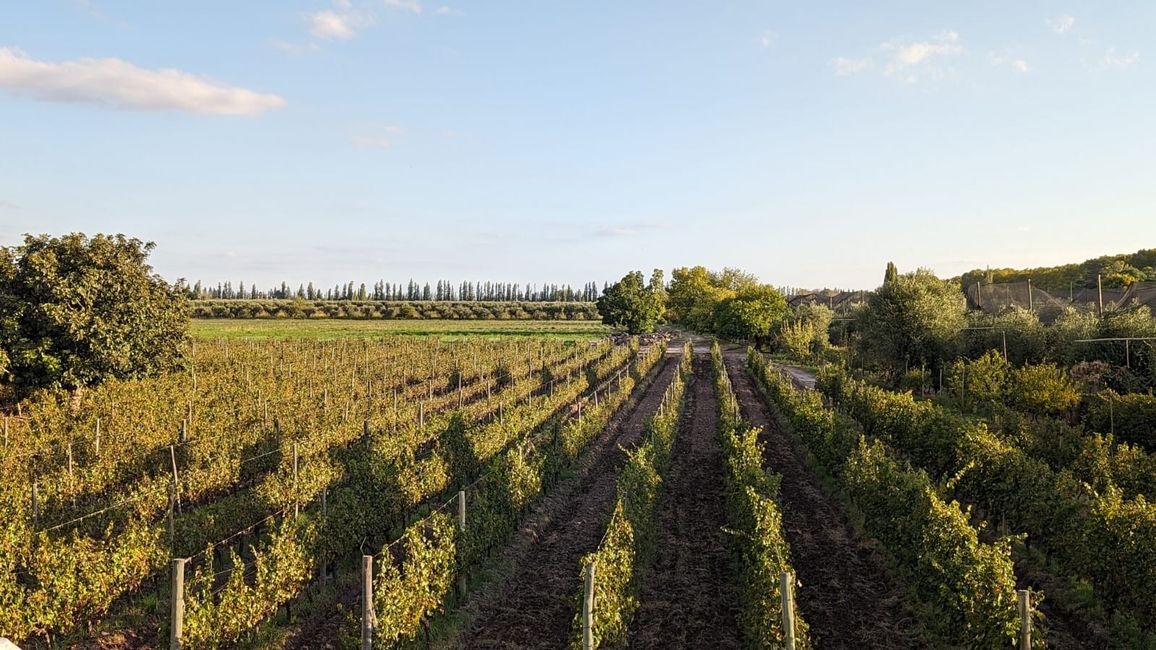Région viticole Maipu/ Mendoza