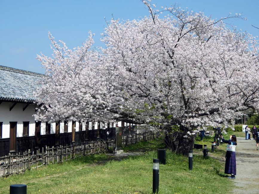 Fukuoka, 5 avril 2026