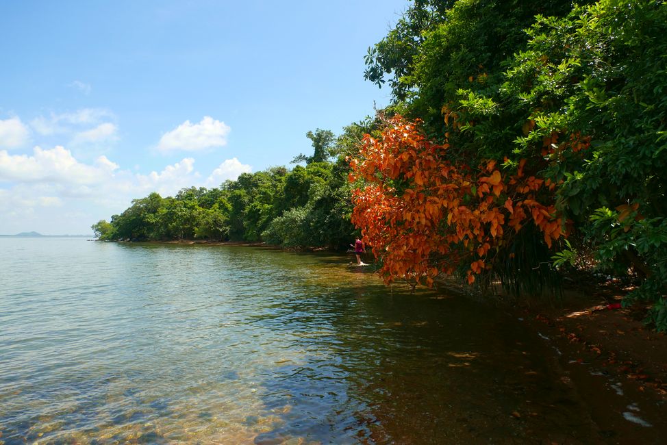 Mangrove um Kaoh Tonsay