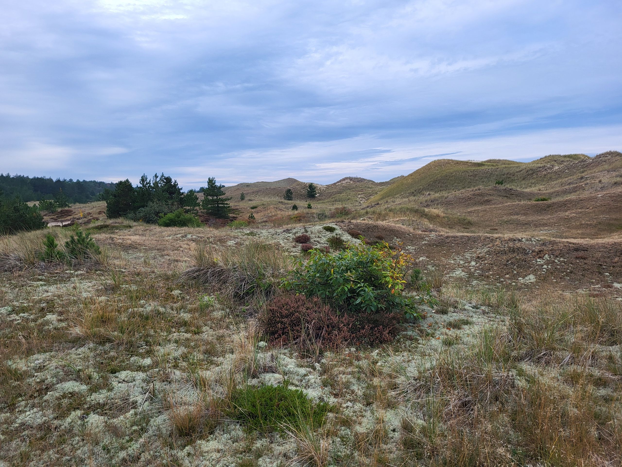 Dunes sur Amrum