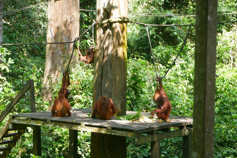 Feeding at the Sepilok Orangutan Center
