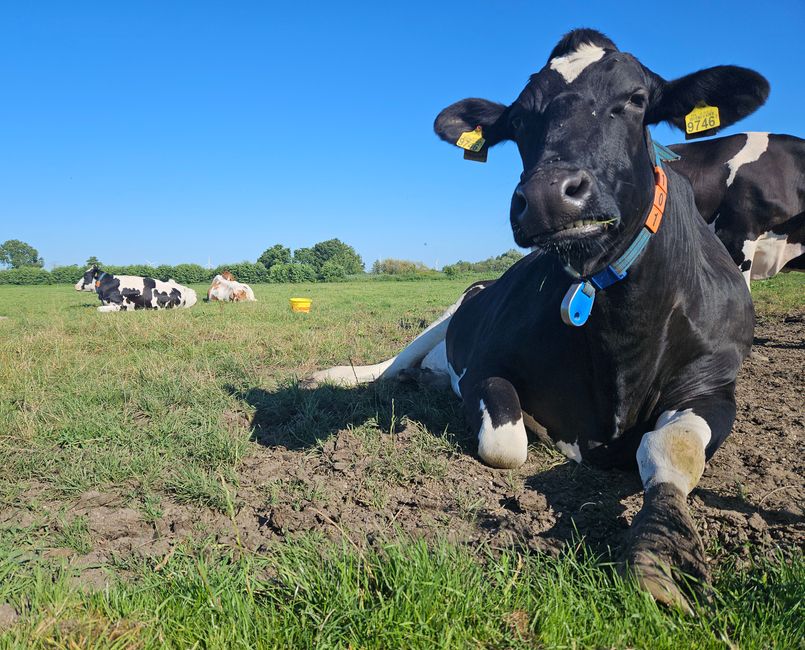 Vaca elegantemente colocada