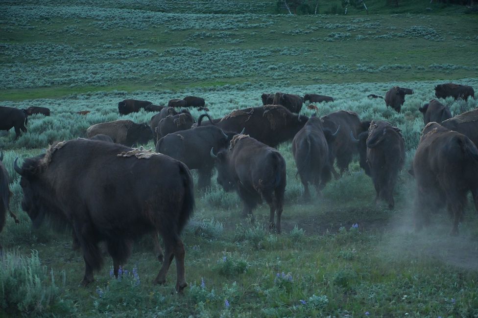 Bisons im Lamar-Valley
